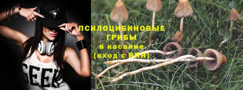 Галлюциногенные грибы Psilocybine cubensis  ОМГ ОМГ   Сурск  даркнет сайт 